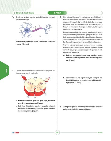 Sınav Yayınları 11. Sınıf Sayısal Tüm Dersler 1. Dönem 1. Yazılı Kitabı